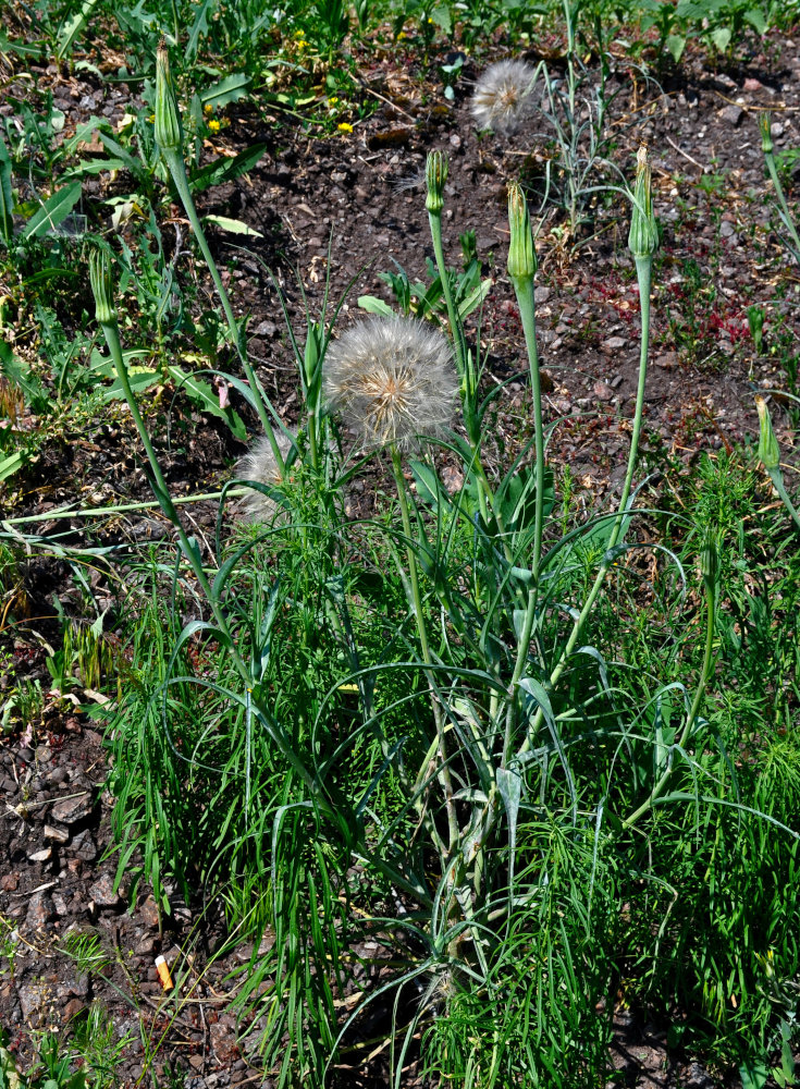 Изображение особи род Tragopogon.