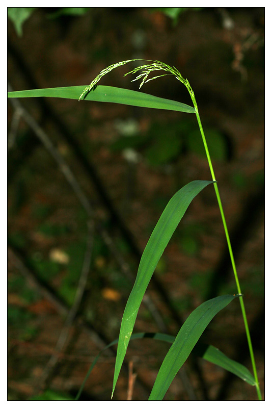 Image of Cinna latifolia specimen.