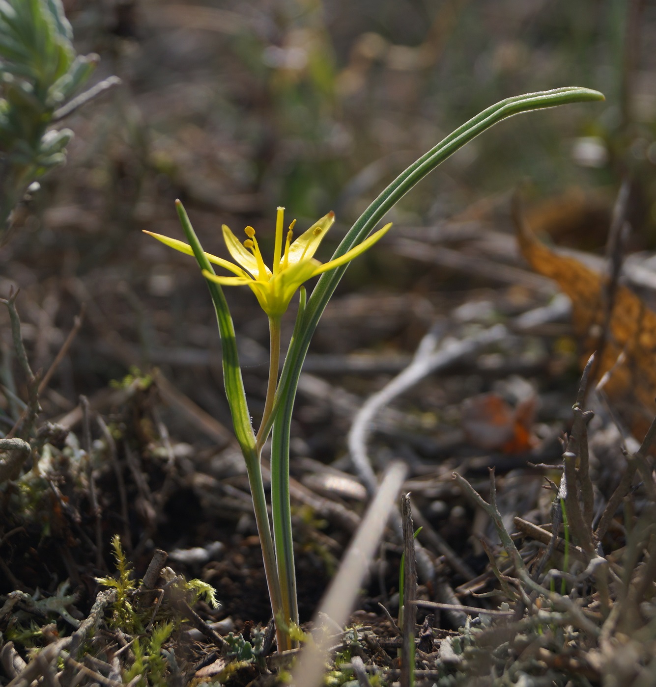 Image of Gagea artemczukii specimen.