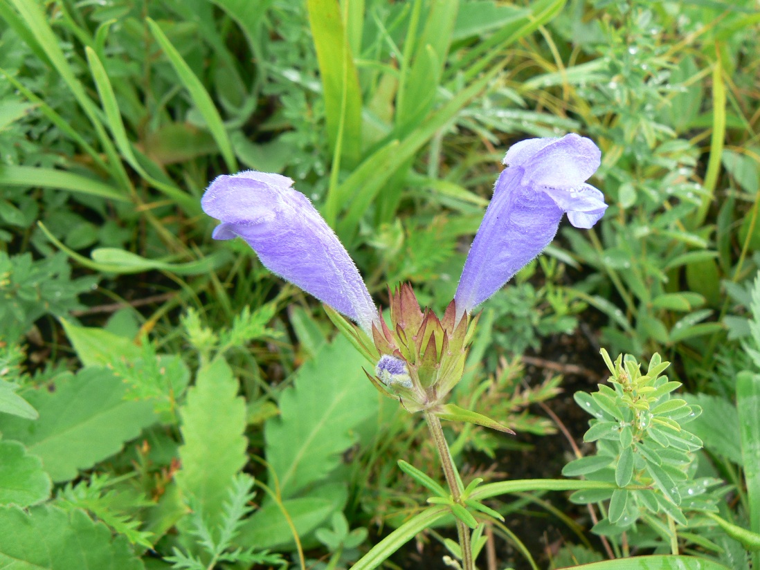 Изображение особи Dracocephalum argunense.