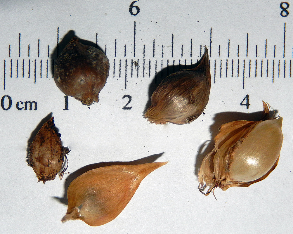 Image of Allium pallens ssp. coppoleri specimen.