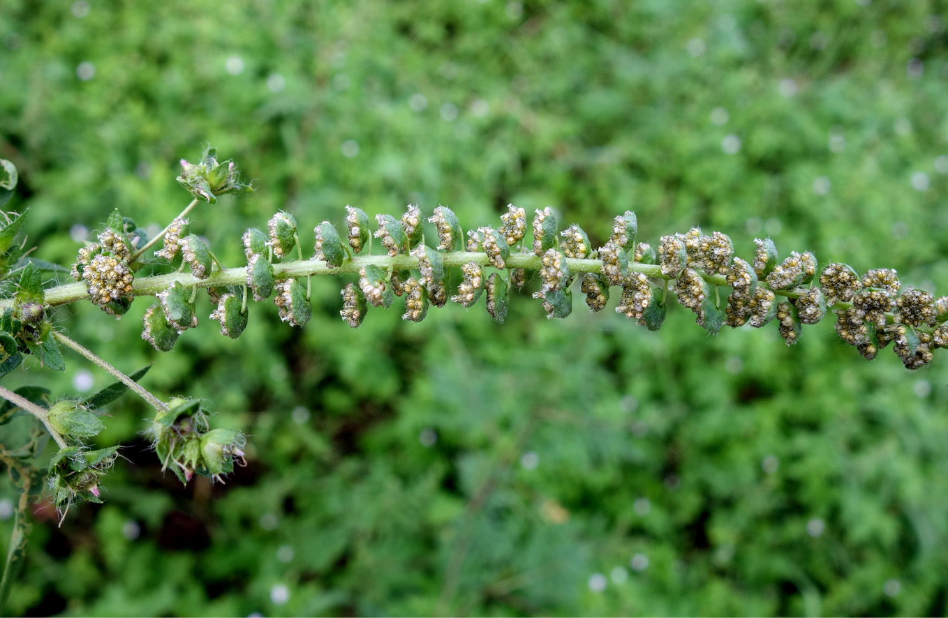 Изображение особи Ambrosia artemisiifolia.