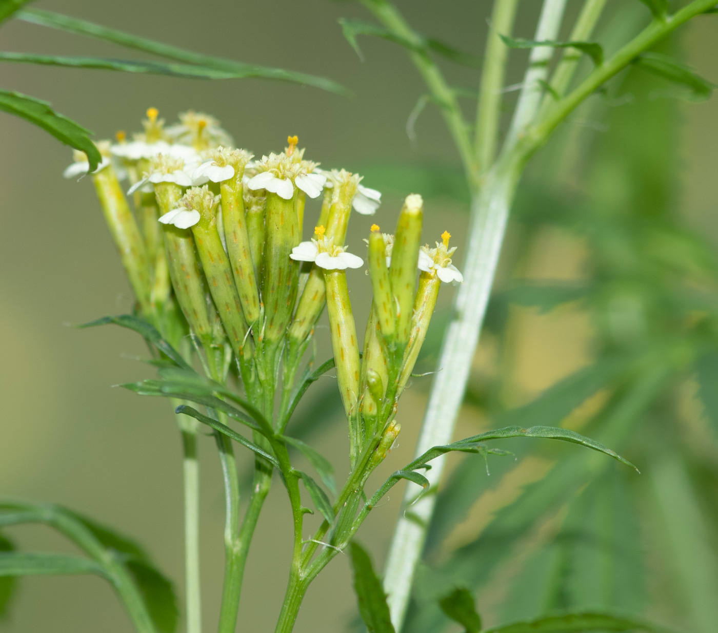 Изображение особи Tagetes minuta.