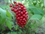 Actaea erythrocarpa