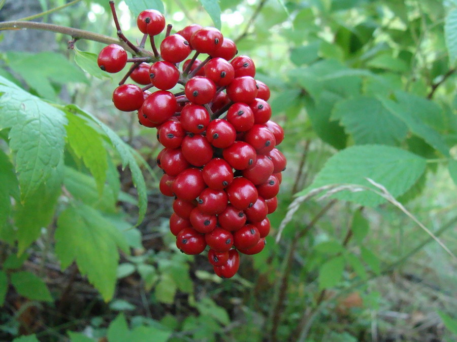 Image of Actaea erythrocarpa specimen.