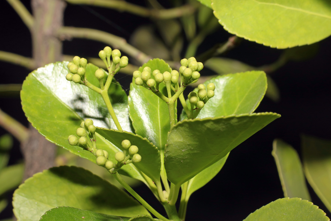 Image of Euonymus japonicus specimen.