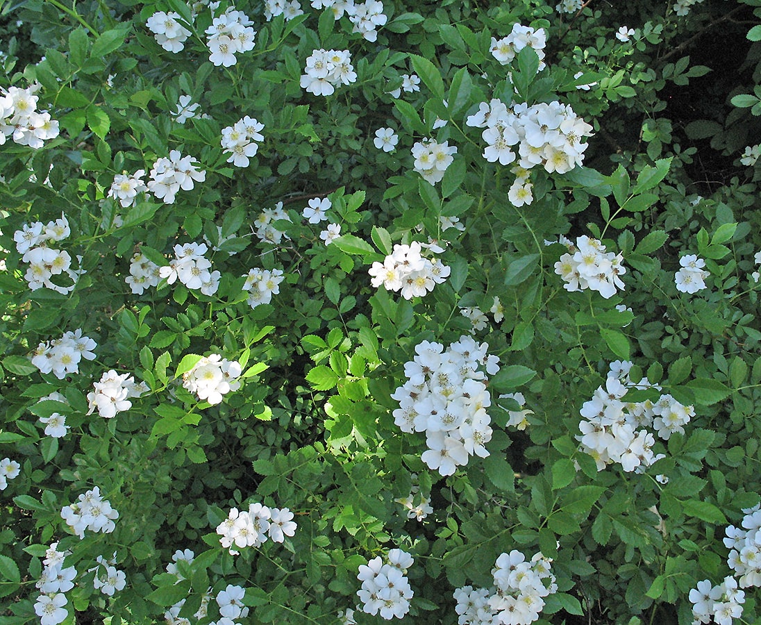 Image of Rosa multiflora specimen.