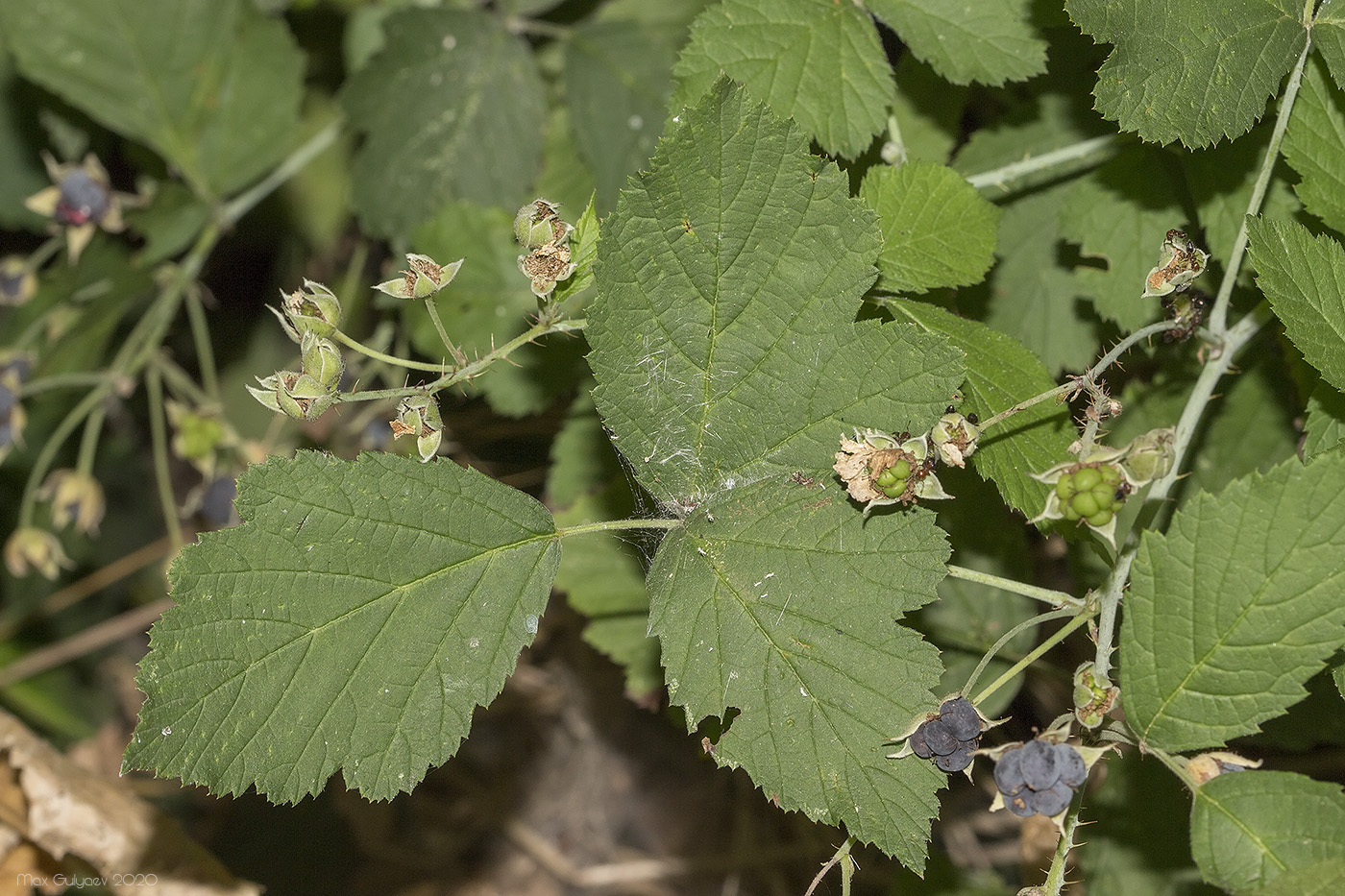 Изображение особи Rubus caesius.