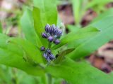 Myosotis sylvatica