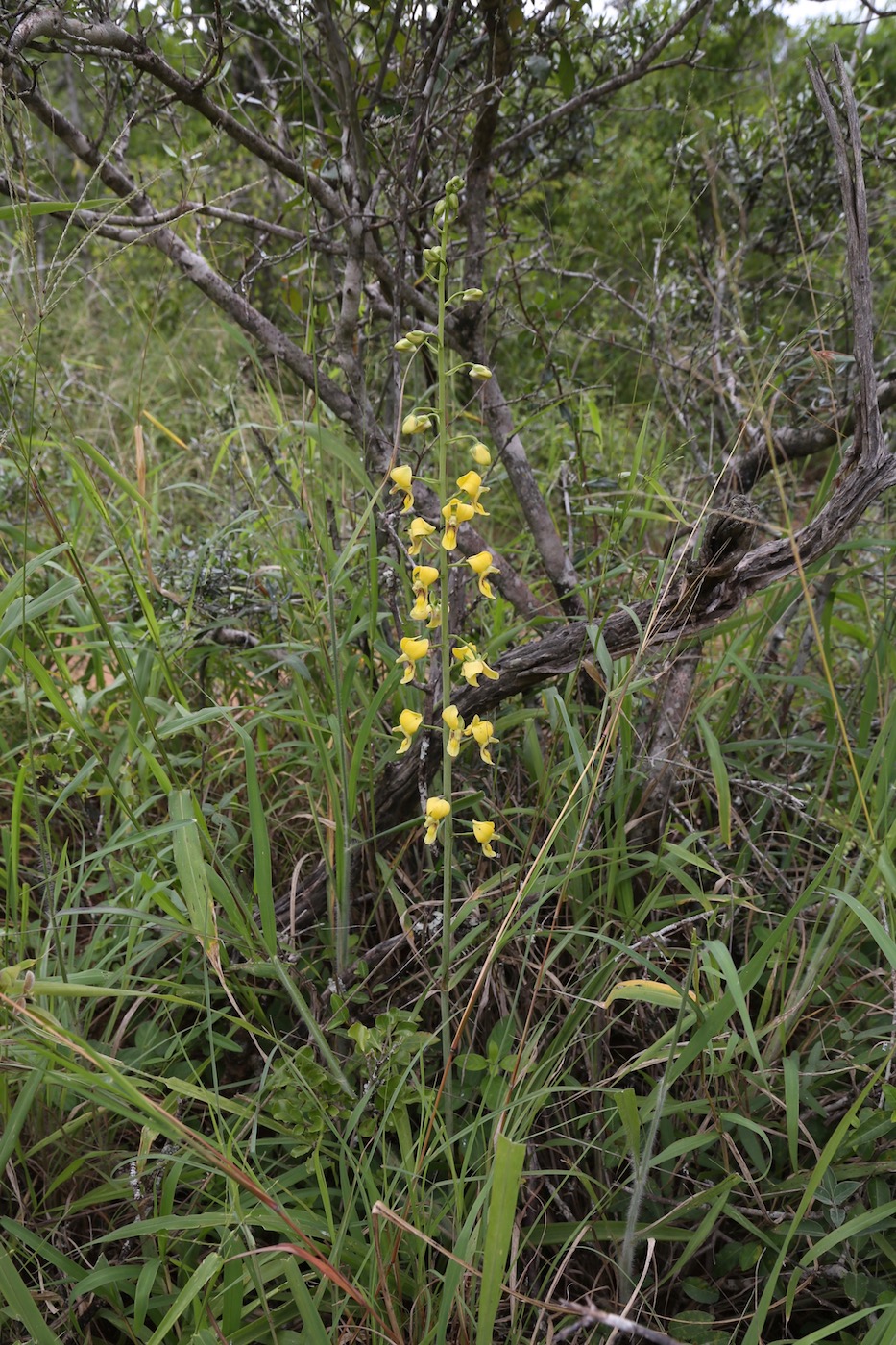 Image of Eulophia speciosa specimen.