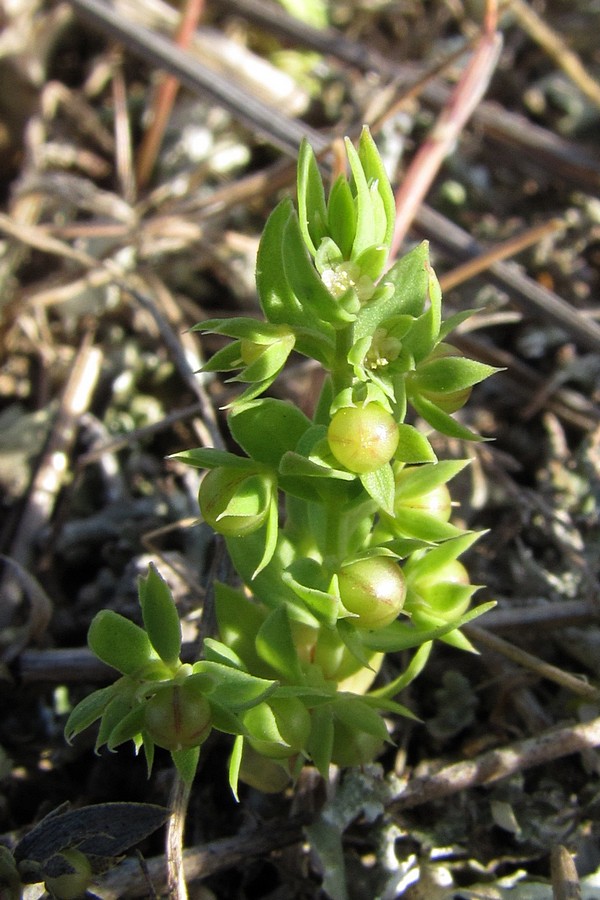 Изображение особи Asterolinon linum-stellatum.