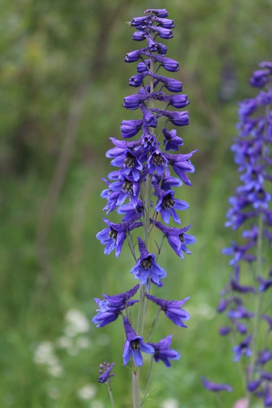 Изображение особи Delphinium elatum.