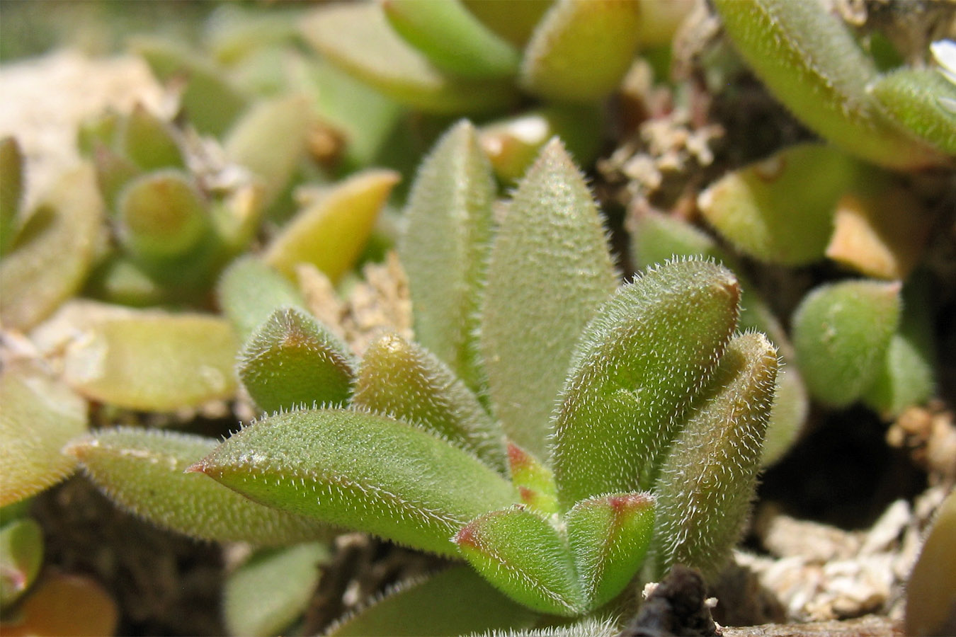 Изображение особи семейство Aizoaceae.