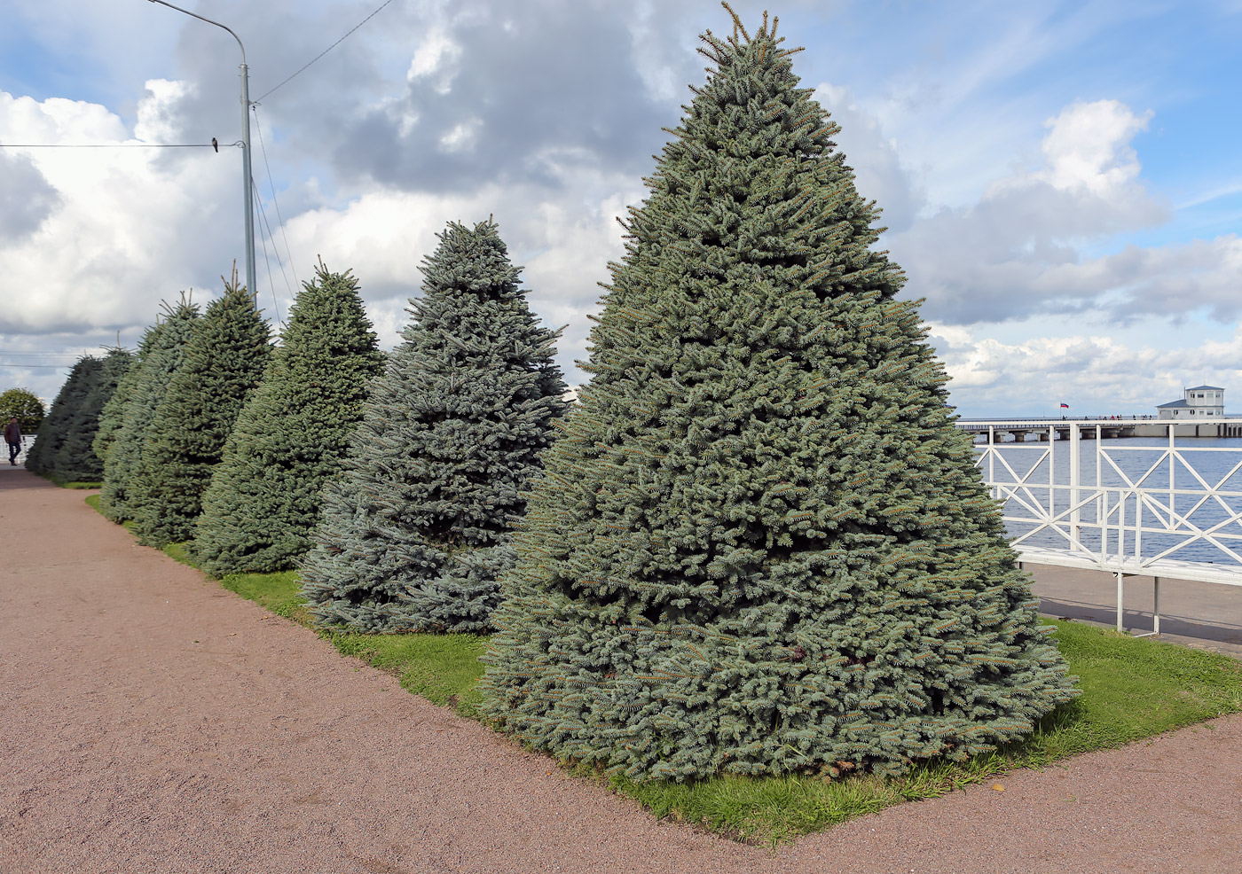 Image of Picea pungens f. glauca specimen.