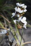 Libertia chilensis