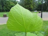 genus Catalpa