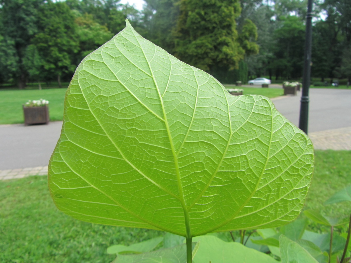 Изображение особи род Catalpa.