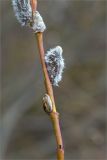 род Salix