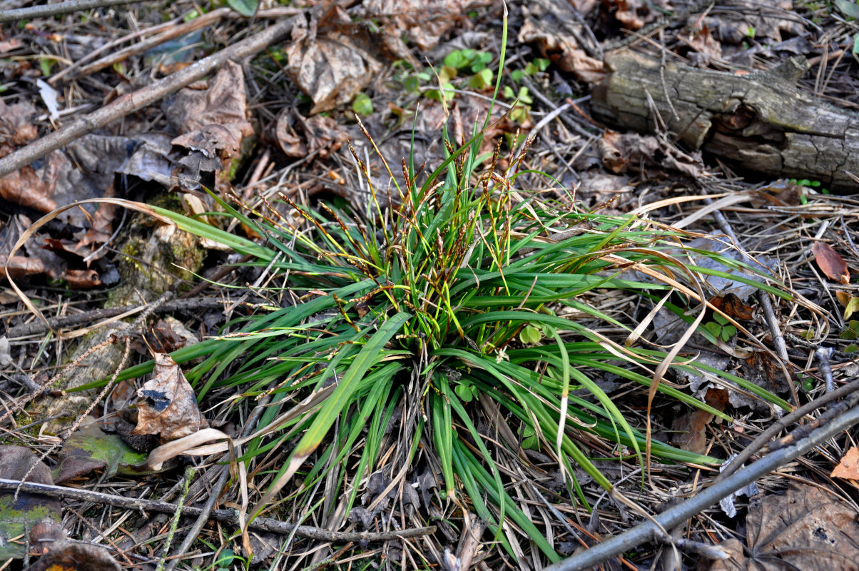 Изображение особи Carex digitata.