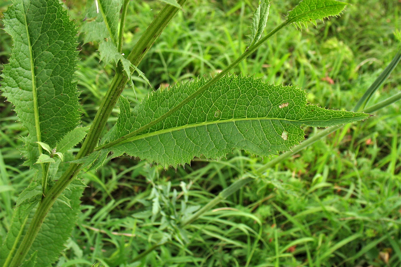 Изображение особи Serratula tinctoria.