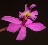 genus Epidendrum. Цветок. Испания, автономное сообщество Канарские о-ва, о-в Фуэртевентура, провинция Las Palmas, муниципалитет Pajara, пос. La Lajita, \"Оазис-Парк\", ботанический сад. 09.03.2018.