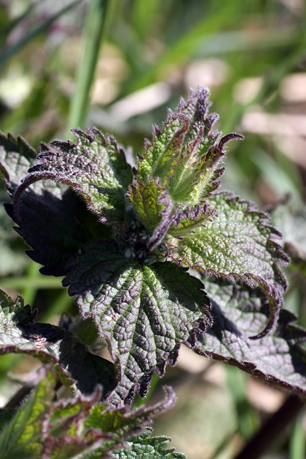 Image of Urtica dioica specimen.