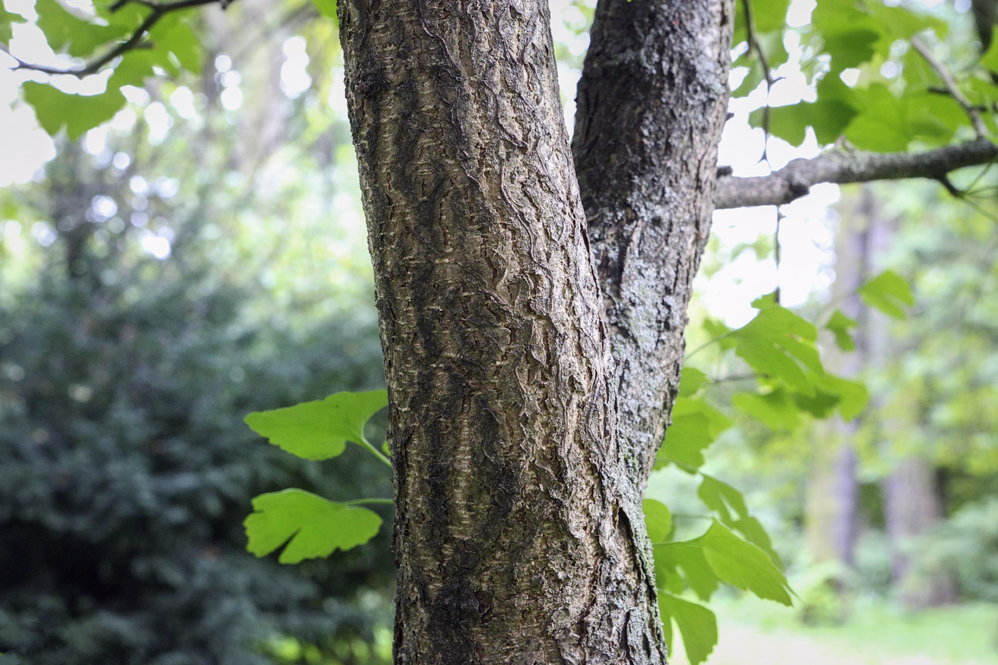 Image of Ginkgo biloba specimen.