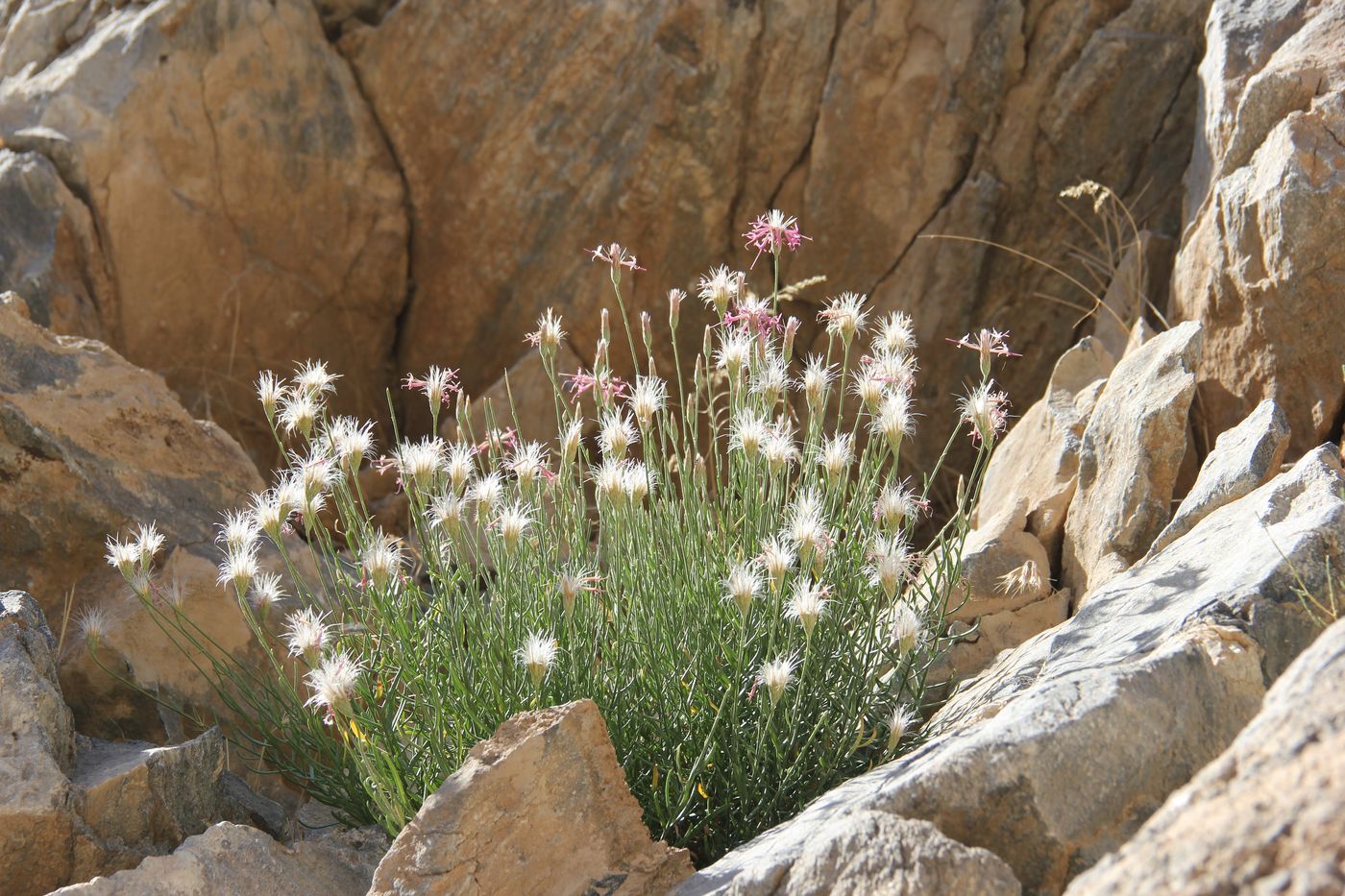 Image of Jurinea olgae specimen.