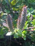 Salix kazbekensis