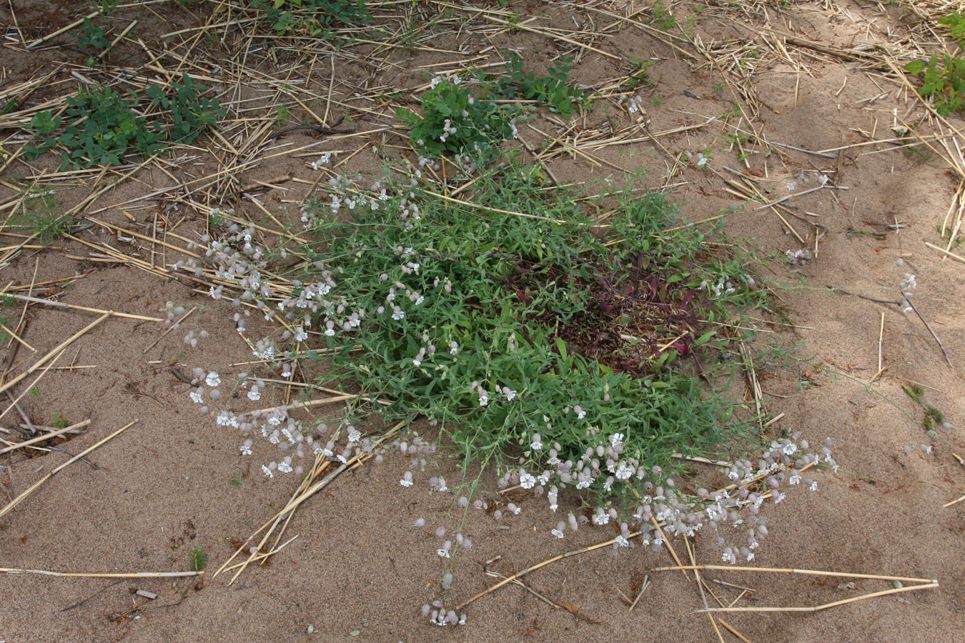 Image of Oberna littoralis specimen.