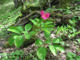 Paeonia caucasica