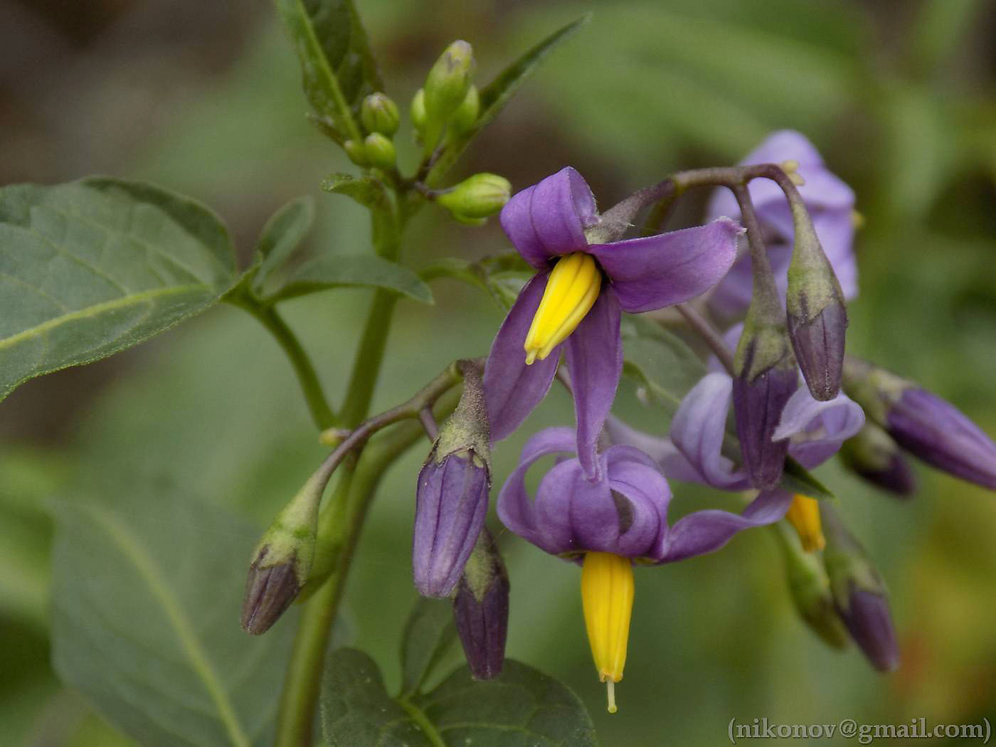 Изображение особи Solanum dulcamara.