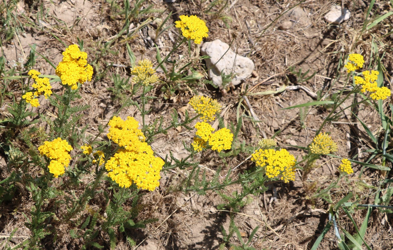 Изображение особи Achillea arabica.