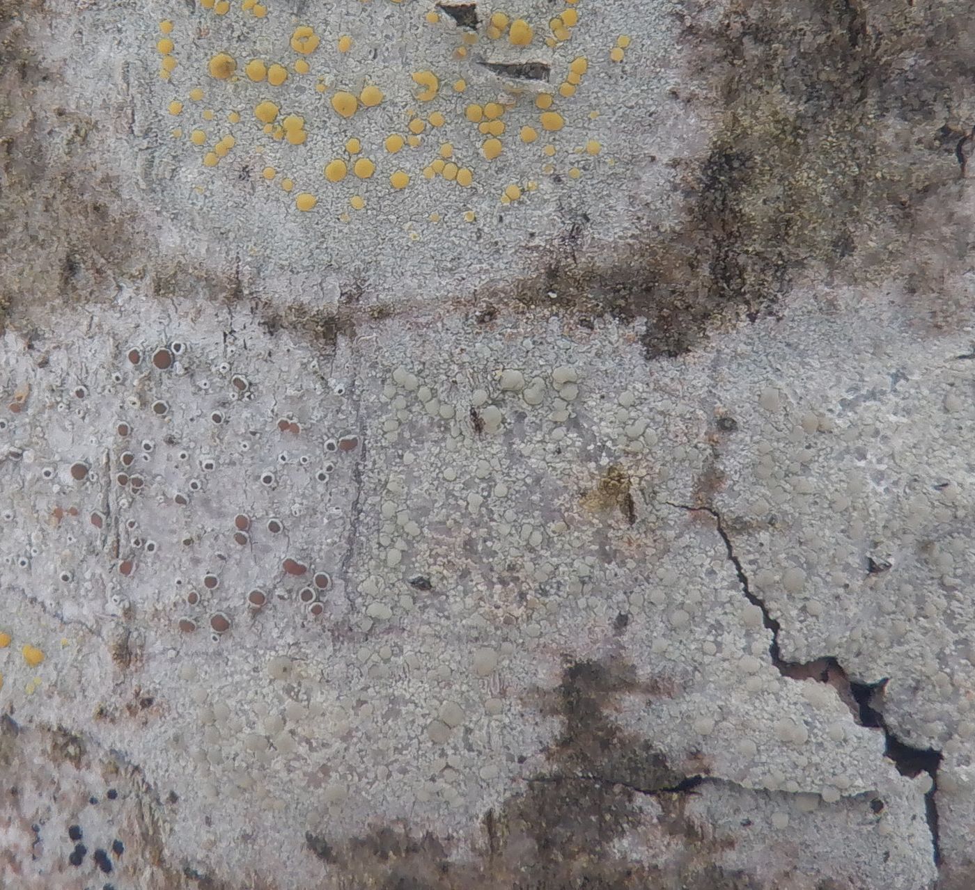 Image of genus Lecanora specimen.