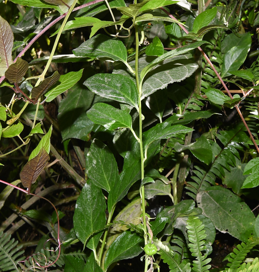 Изображение особи Centropogon urubambae.