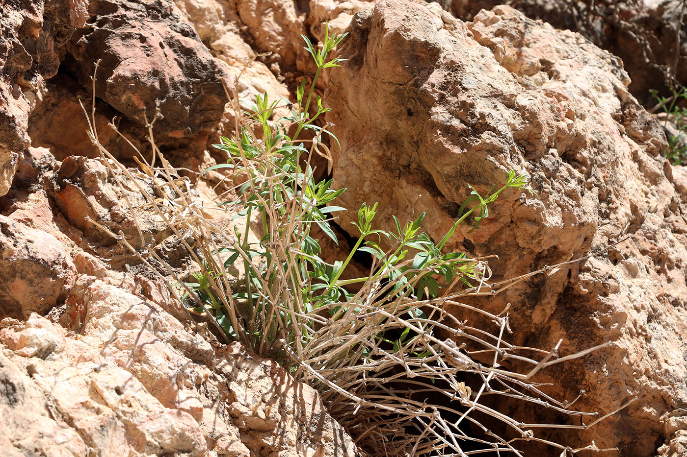 Image of Rubia laevissima specimen.