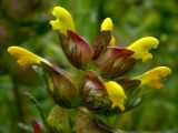 Rhinanthus minor
