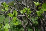 Sorbus persica