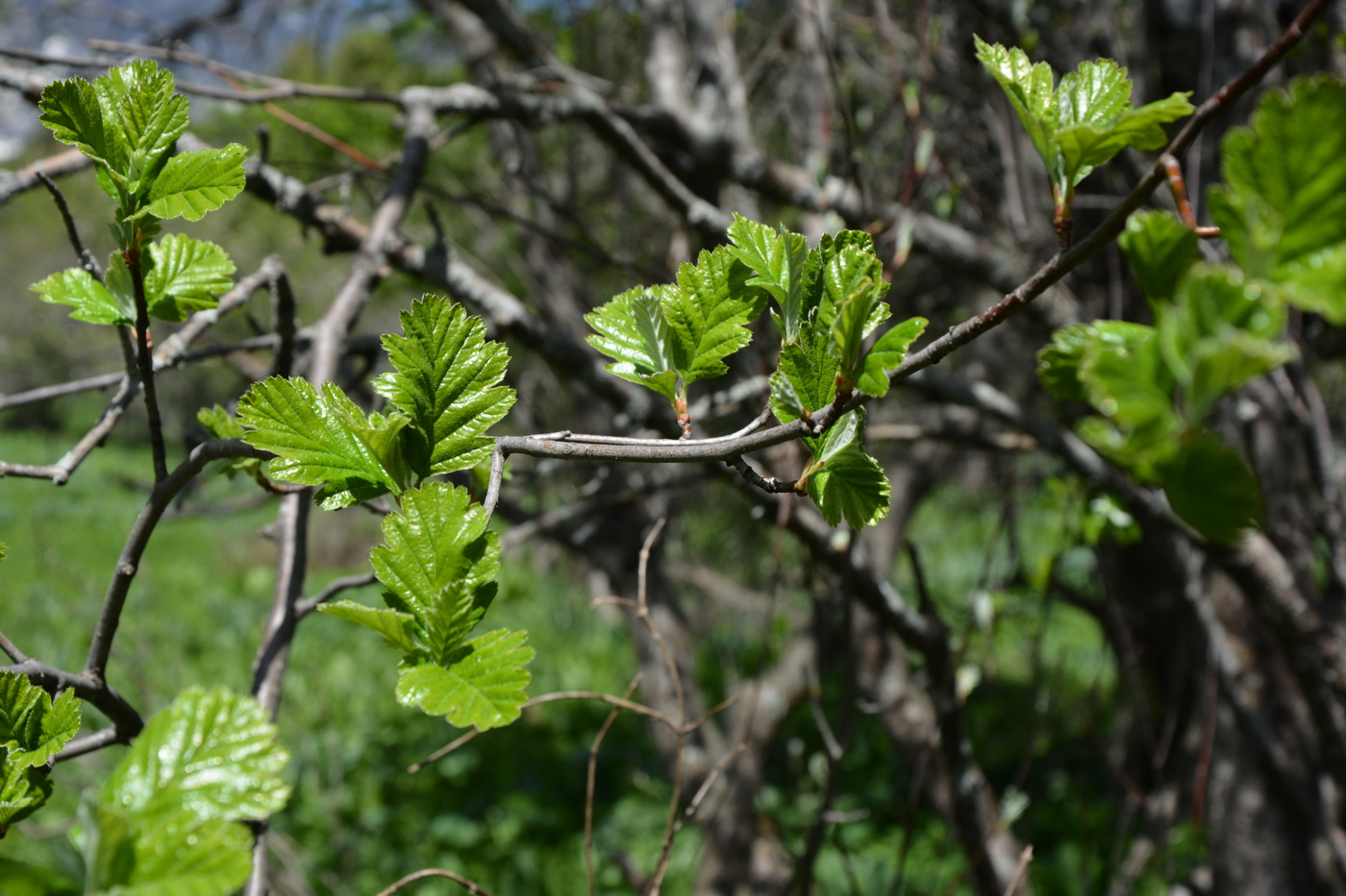 Изображение особи Sorbus persica.