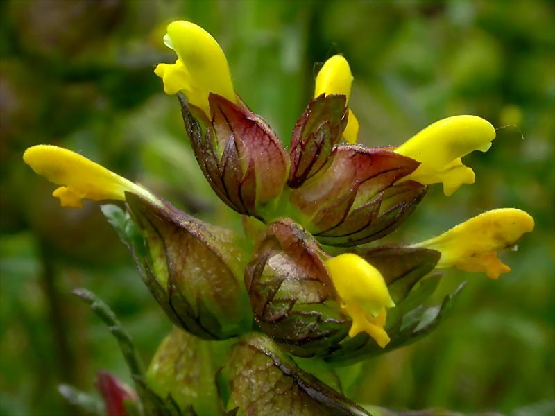 Изображение особи Rhinanthus minor.