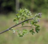 Thalictrum minus. Верхушка зацветающего побега. Пермский край, г. Пермь, Кировский р-н, мкр. Берёзовая Роща, суходольный луг. 23.05.2021.