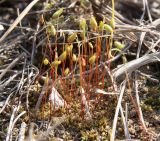 Bryum intermedium