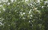 genus Betula. Ветви. Приморский край, Лазовский р-н, Лазовский заповедник, 1 км Ю кордона Америка. 17.08.2009.