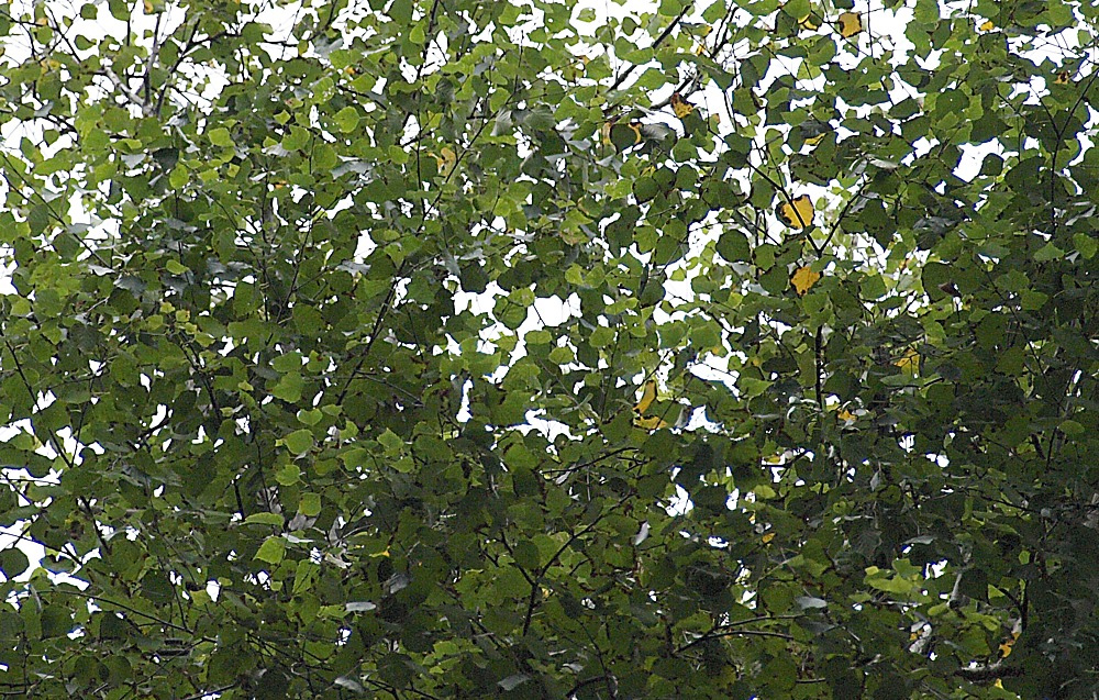 Image of genus Betula specimen.