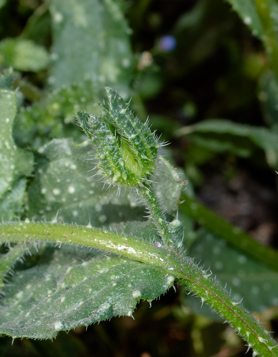 Image of Anchusa aegyptiaca specimen.