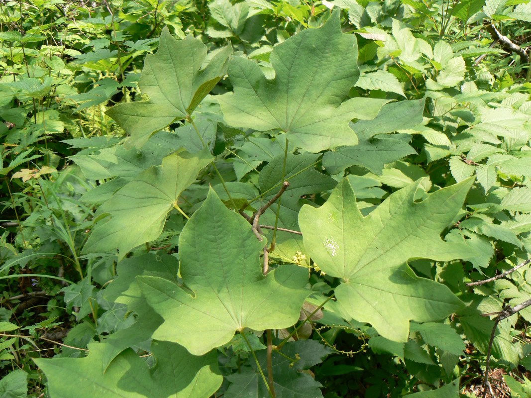 Image of Dioscorea nipponica specimen.