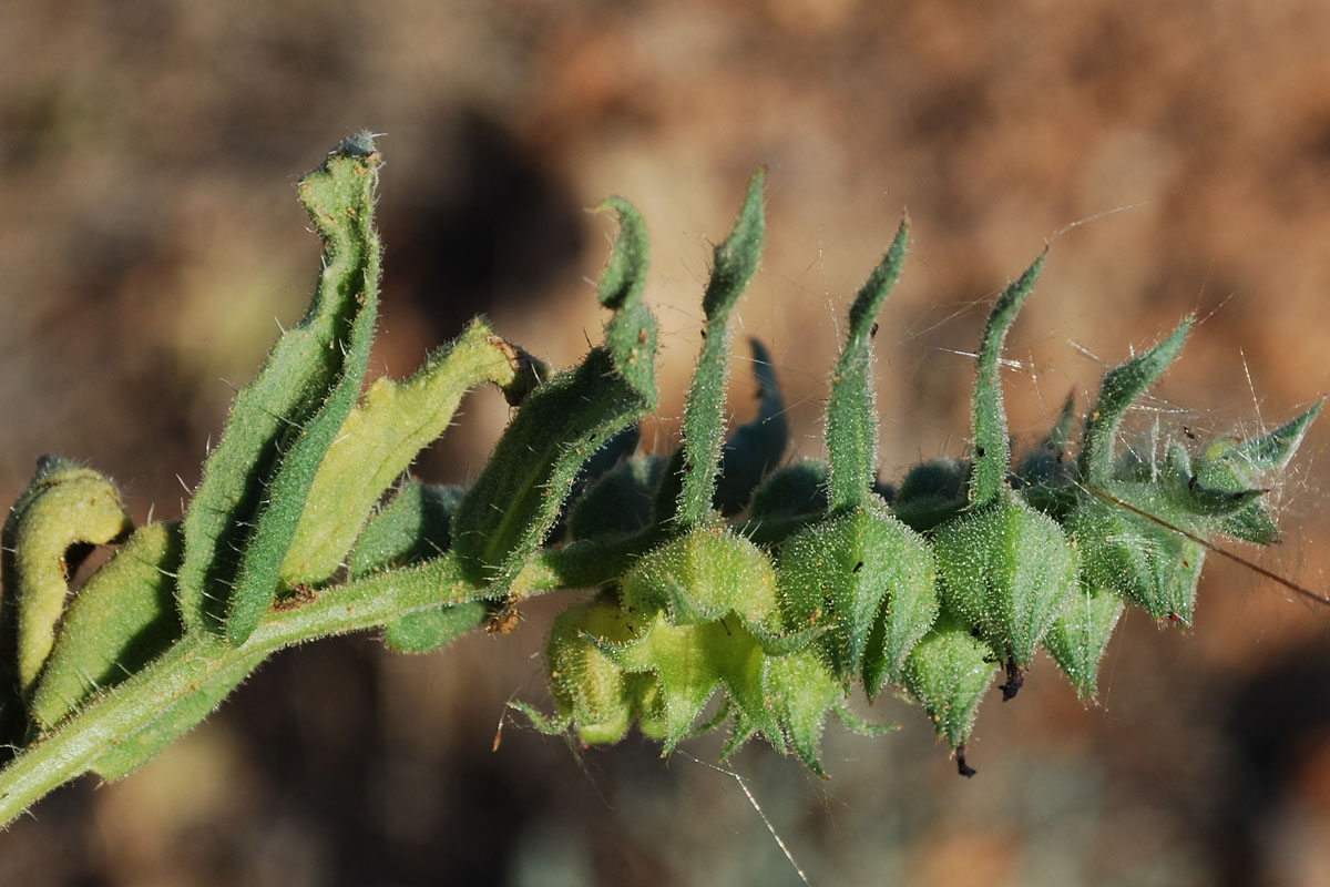 Image of Nonea caspica specimen.