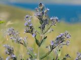 Nepeta parviflora