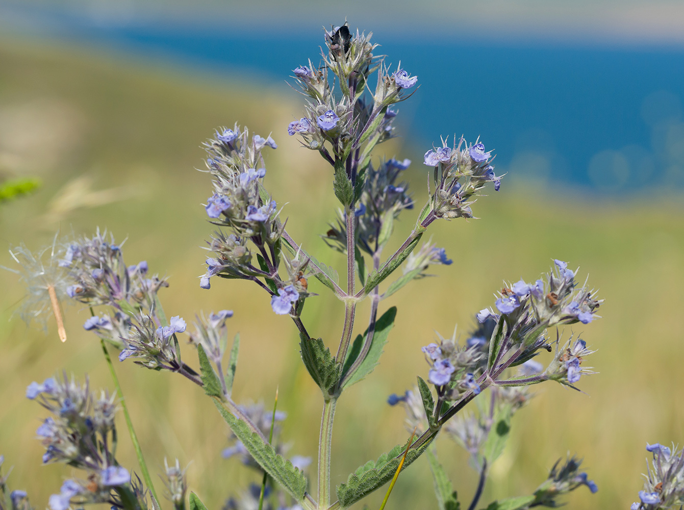 Image of Nepeta parviflora specimen.