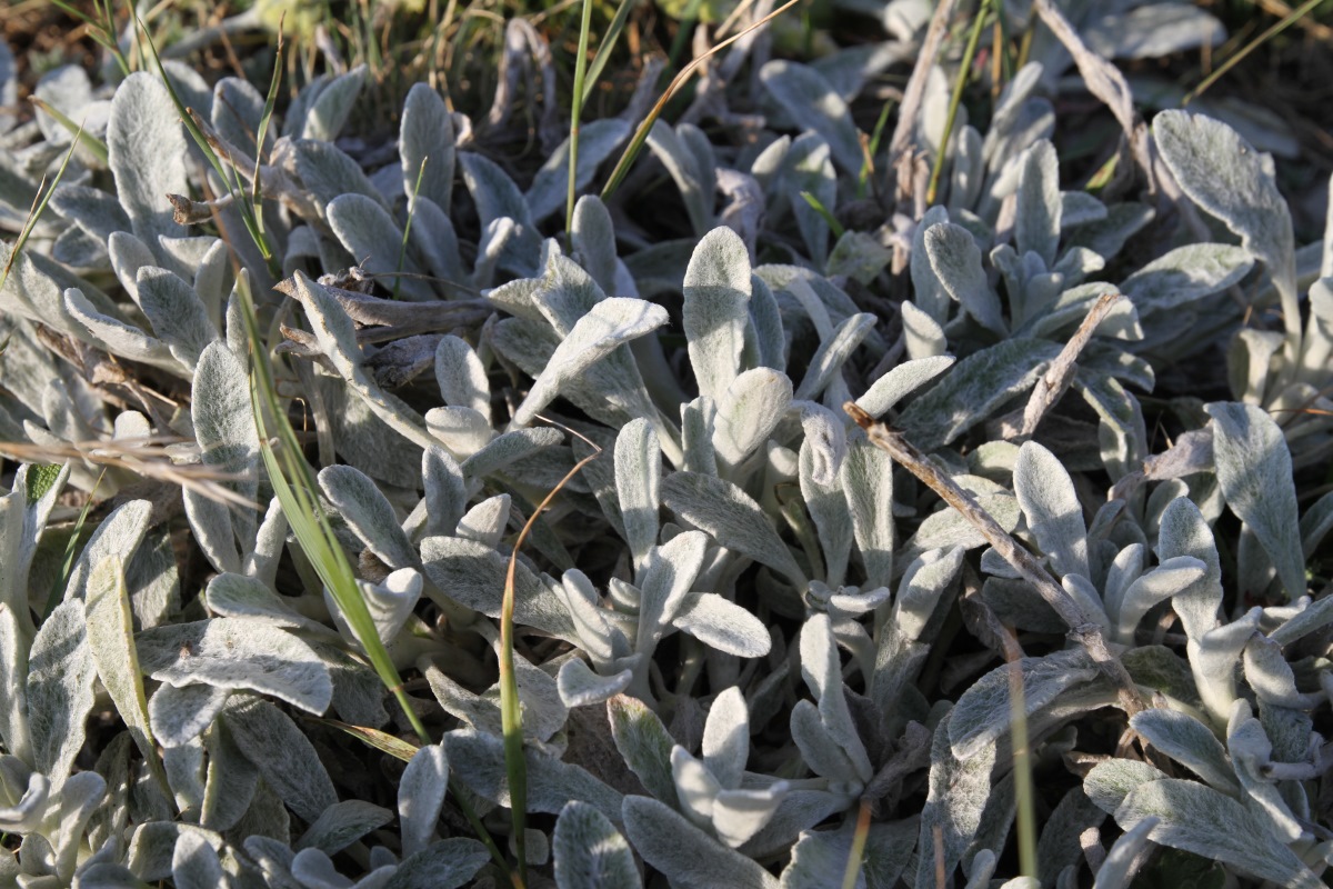 Image of Sideritis catillaris specimen.